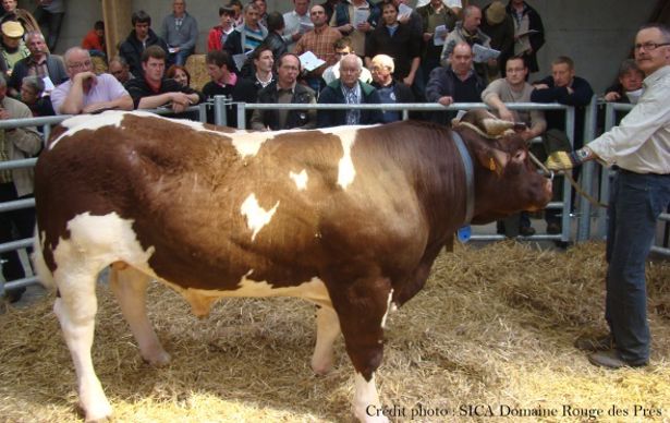 Vente de taureaux Rouge des Près le 29 avril 2014.