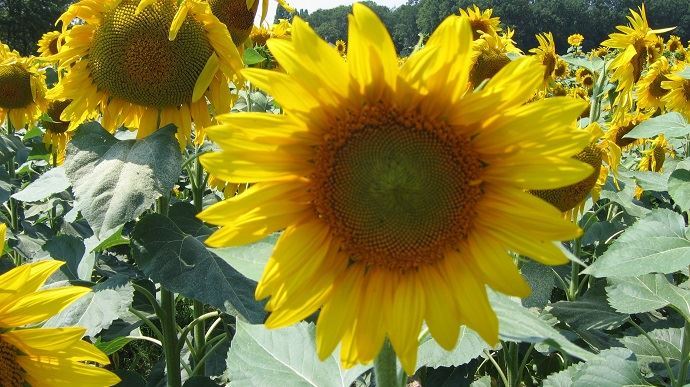 Tournesol