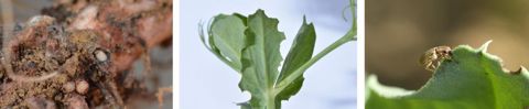 Larve de sitone dans nodosité - Encoche sur feuilles - Sitone adulte Larve de sitone dans nodosité - Encoche sur feuilles - Sitone adulte