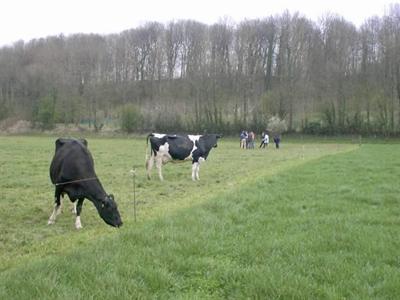 Vaches à l'herbe - Photo BTPL parue sur Web-agri, journal édité par Terre-net Média