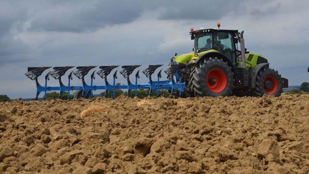 Des Condor Rabe dans les champs
