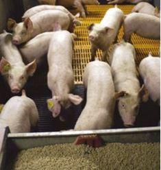 Les résultats des deux premiers essais – menés en alimentation humide – indiquent que la réputation de faible palatabilité du tourteau de colza mérite d’être relativisée chez des porcs alimentés en permanence avec des aliments contenant du colza.