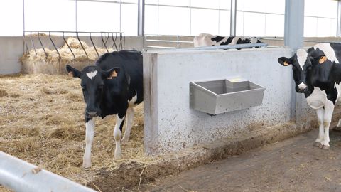 Avec La Buvette, les bovins n'ont jamais soif Avec La Buvette, les bovins n'ont jamais soif