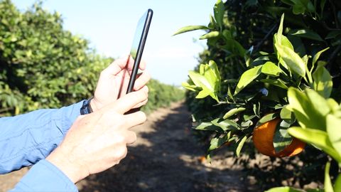 Kubota investit dans la surveillance des vergers Kubota investit dans la surveillance des vergers