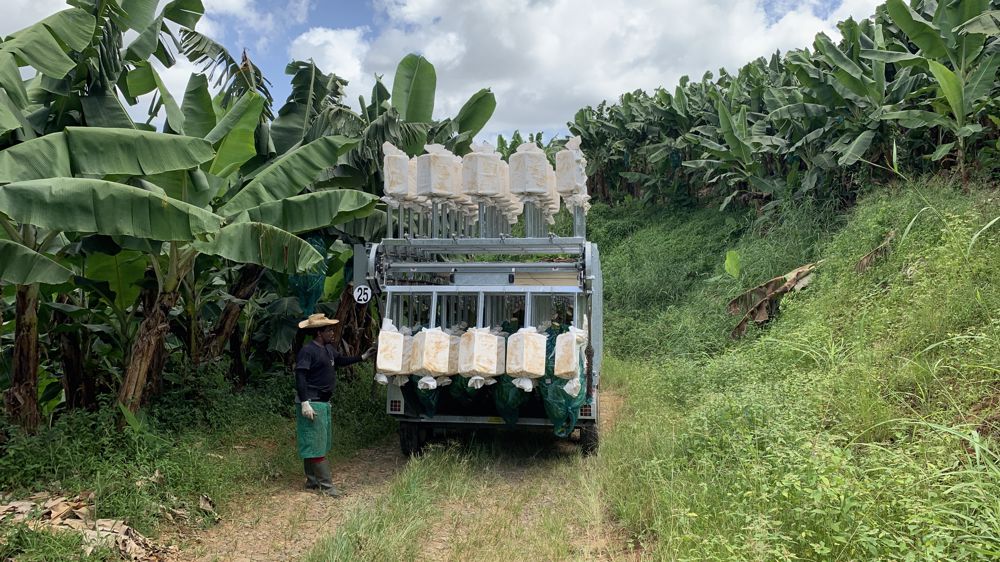 Avec ses remorques Brimont spécialisées de transport des bananes, le constructeur Arden Vérins répond à la demande des planteurs depuis près de 30 ans.