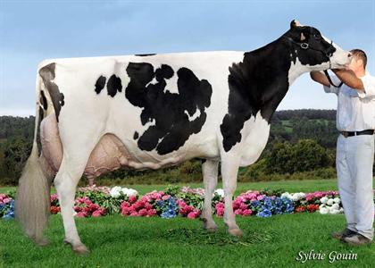 Duf Talma (p. Derry) au Gaec Duff Holstein (Hautes-Pyrénées), Championne et Meilleure mamelle Adultes, Meilleure laitière, Grande championne Aquitanima 2011