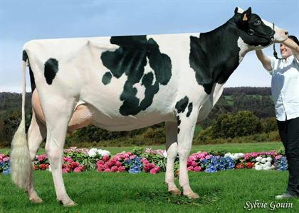JLD Diana (p. Damion) à Lafon Jean-Louis & Vignault E. (Cantal), Championne Espoirs