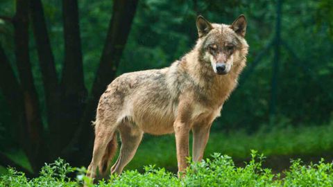 Protégez vos animaux contre les attaques de loups avec Gallagher Protégez vos animaux contre les attaques de loups avec Gallagher