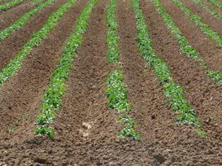 Analyse prévue pour toutes les parcelles de production de plants, seulement 0,5 % des parcelles de pommes de terre de consommation.