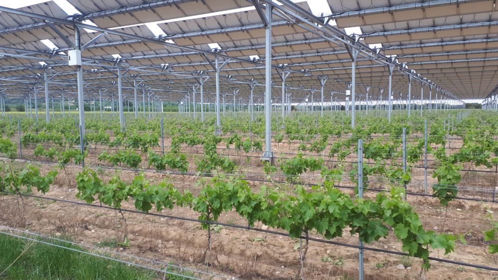« Une vendange de meilleure qualité grâce aux panneaux photovoltaïques » « Une vendange de meilleure qualité grâce aux panneaux photovoltaïques »
