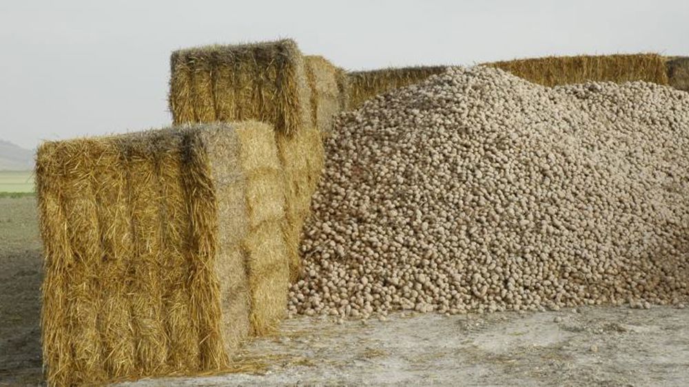 Les surfaces européennes attendues en hausse en 2020