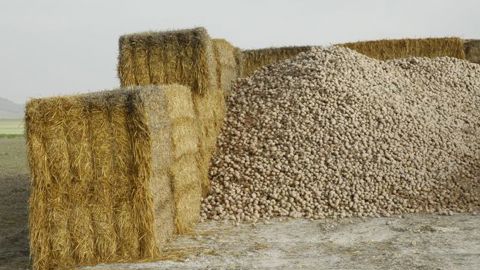 Les surfaces européennes attendues en hausse en 2020 Les surfaces européennes attendues en hausse en 2020