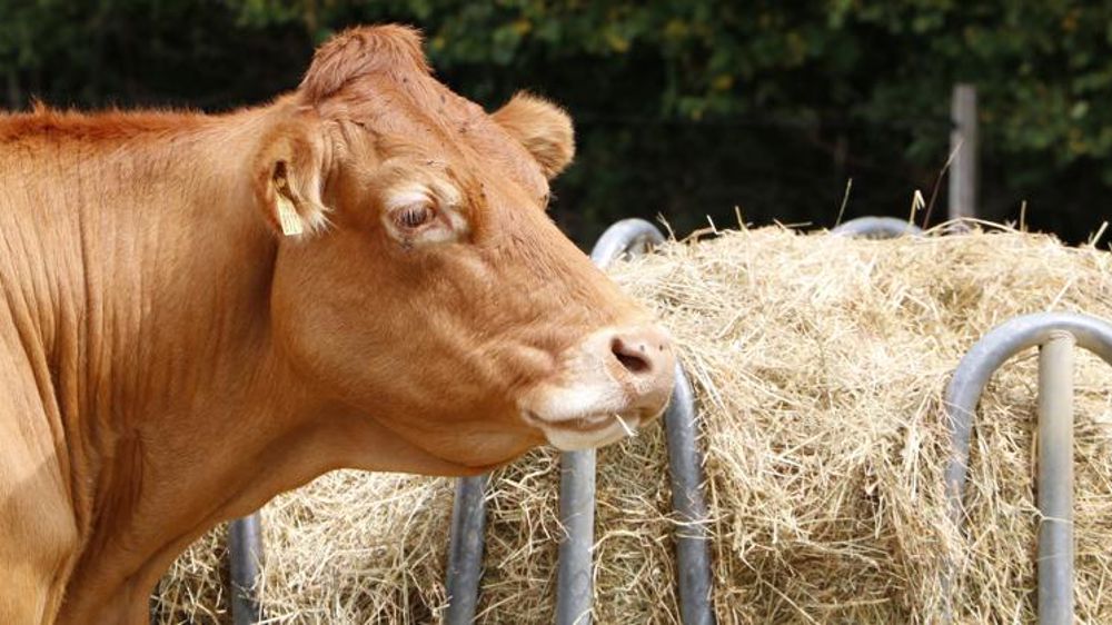 Moins de vaches à l’abattoir en 2019