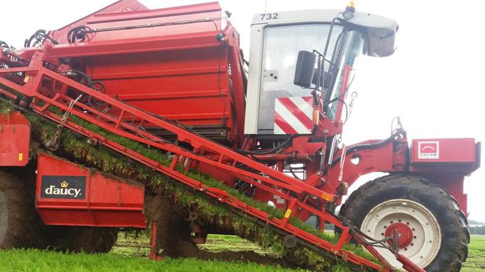 Stagnation des cours et production en hausse