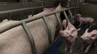 Les éleveurs de porcs volés par l’aval de la filière Les éleveurs de porcs volés par l’aval de la filière