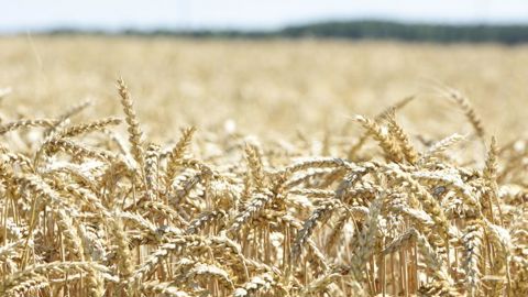 Le blé français regagne l’Égypte Le blé français regagne l’Égypte