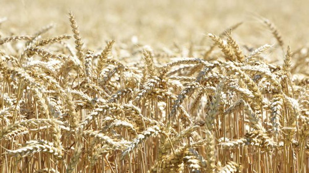 Le marché des grains fiévreux à cause du coronavirus