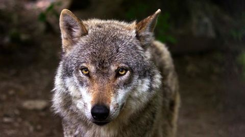 Le loup à nouveau observé en Centre-Val de Loire Le loup à nouveau observé en Centre-Val de Loire