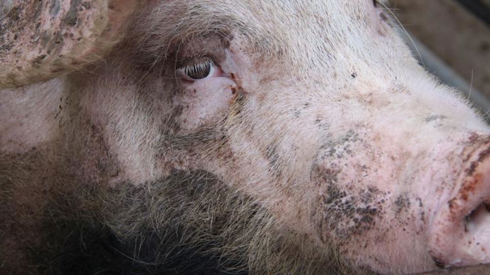 Un porc infecté dans un élevage en Grèce