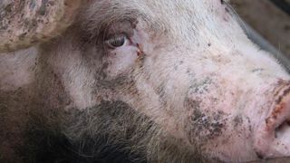 Un porc infecté dans un élevage en Grèce Un porc infecté dans un élevage en Grèce