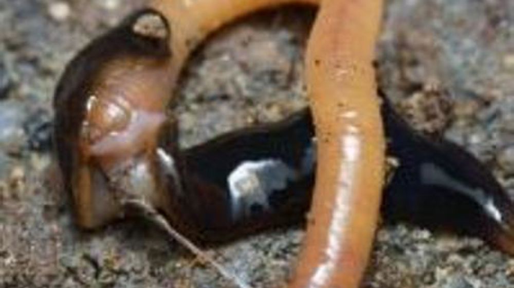 Le ver tueur de vers