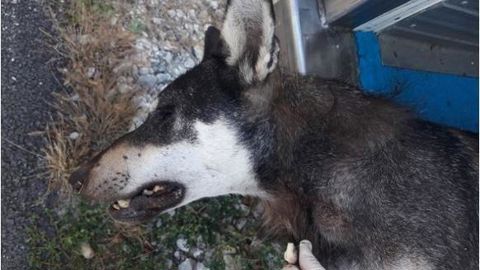 Un hybride de loup tué dans la Drôme Un hybride de loup tué dans la Drôme