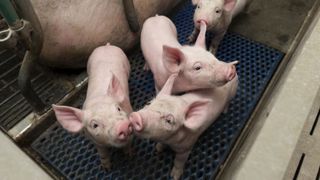 L’anesthésie par les éleveurs sera autorisée L’anesthésie par les éleveurs sera autorisée