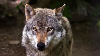 Tuer davantage de loups en cas d’attaque Tuer davantage de loups en cas d’attaque