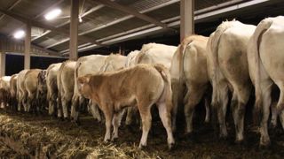 Le montant des aides aux veaux sous la mère est fixé Le montant des aides aux veaux sous la mère est fixé