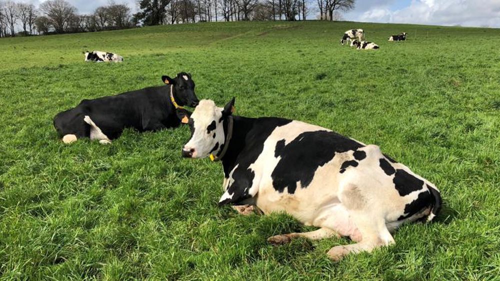 Évaluez la stratégie européenne pour le bien-être animal