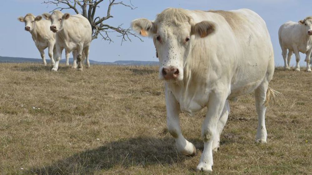 Les abattages de vaches ont progressé en février
