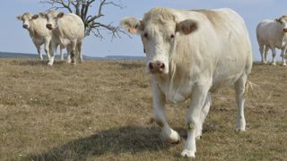 Les abattages de vaches ont progressé en février Les abattages de vaches ont progressé en février