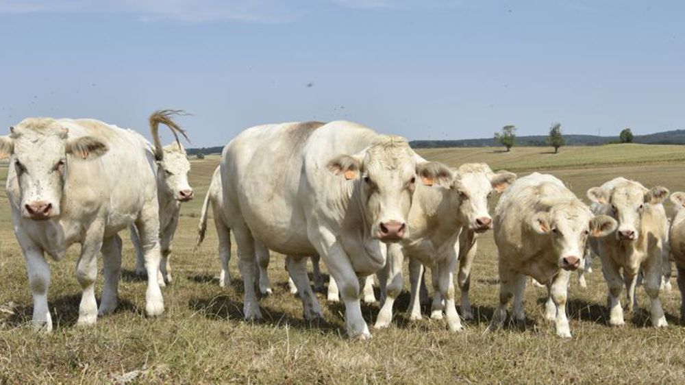 L’amélioration génétique chahutée par le coronavirus