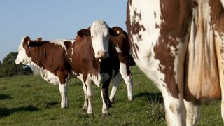 Allonger la période sèche des vaches Allonger la période sèche des vaches