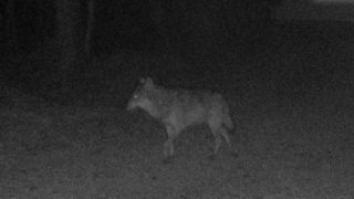 Un loup repéré en Seine-Maritime Un loup repéré en Seine-Maritime