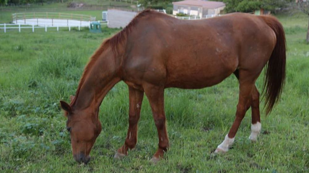 Des actions pour sauver la filière du cheval