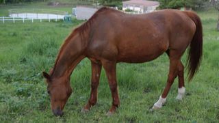 Des actions pour sauver la filière du cheval Des actions pour sauver la filière du cheval