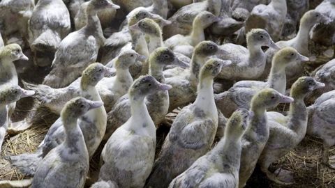 Le Covid-19 porte le « coup de grâce » au canard à rôtir Le Covid-19 porte le « coup de grâce » au canard à rôtir