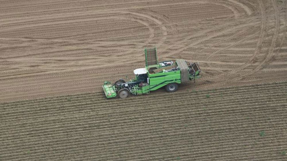 La filière de la pomme de terre transformée appelle à l’aide