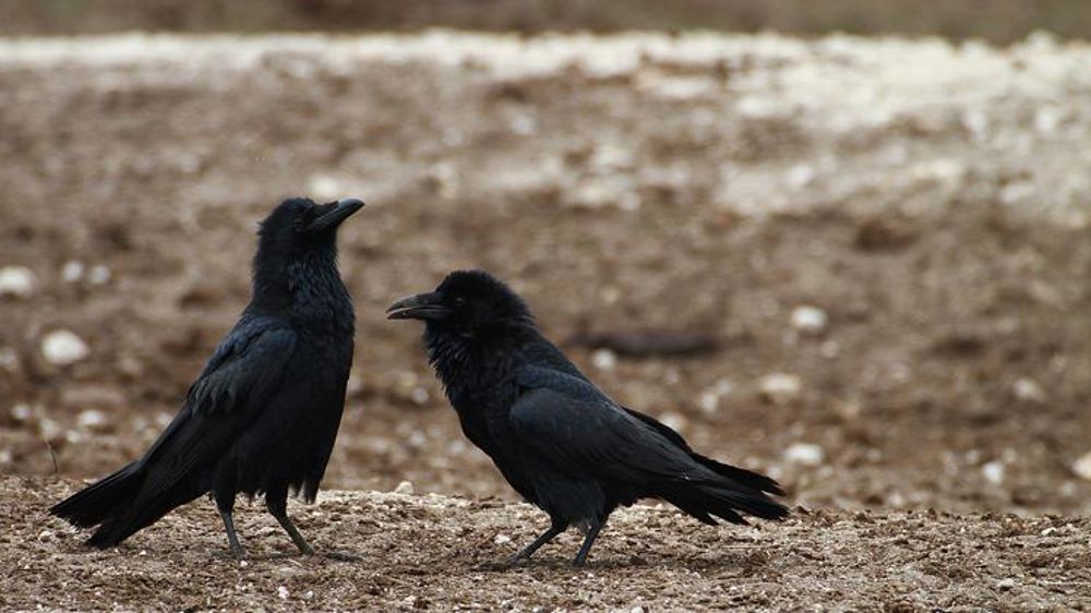 Les pigeons et les corvidés dans le viseur de la Coordination rurale