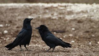 Les pigeons et les corvidés dans le viseur de la Coordination rurale Les pigeons et les corvidés dans le viseur de la Coordination rurale