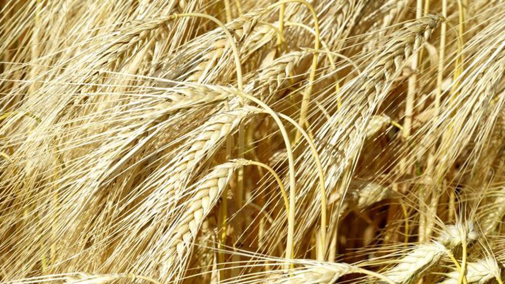 La Chine va surtaxer l’orge australienne