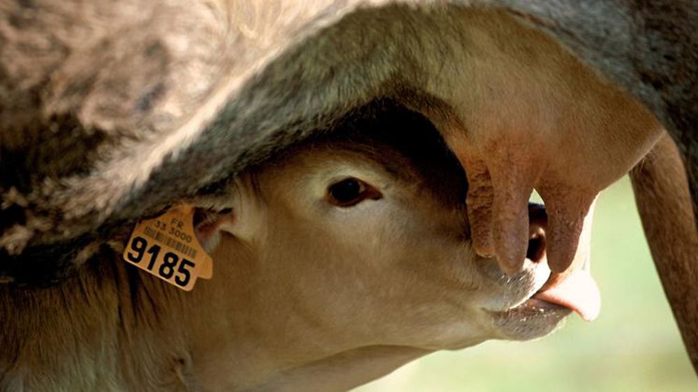 Le Modef demande un prix plancher de 8,50 €/kg