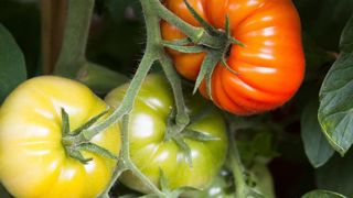 Pas de brevet pour l’hybridation et la sélection Pas de brevet pour l’hybridation et la sélection