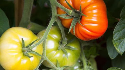 Pas de brevet pour l’hybridation et la sélection Pas de brevet pour l’hybridation et la sélection