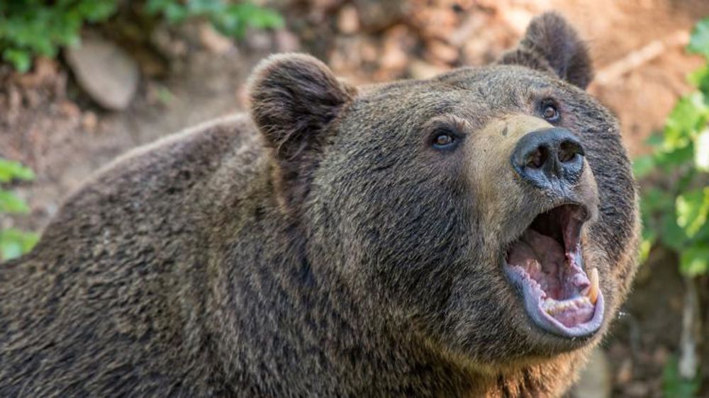 500 000 euros en plus pour l’ours et le pastoralisme