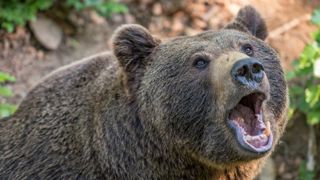 500 000 euros en plus pour l’ours et le pastoralisme 500 000 euros en plus pour l’ours et le pastoralisme