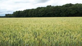 L’état des céréales à paille localement très mauvais L’état des céréales à paille localement très mauvais