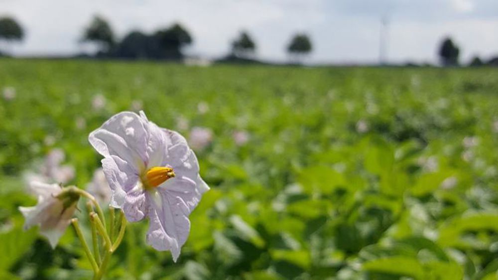 Déclarez vos surfaces de pommes de terre pour le 30 juin
