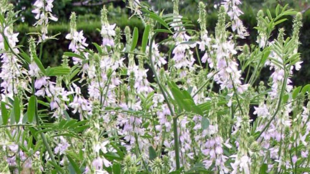Prenez garde à ne pas récolter le galéga